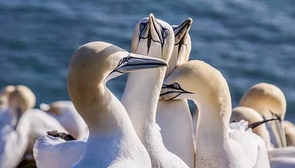 星空体育-【男篮世界杯前瞻D组】埃及阔别29年参赛要当黑马？