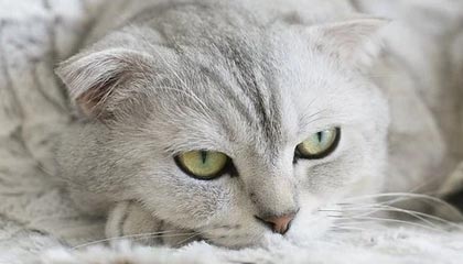 乐鱼app——掌中乐趣的智慧港湾，开启你的专属娱乐新纪元