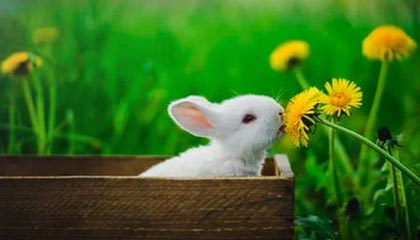 星空体育-【男篮世界杯前瞻D组】埃及阔别29年参赛要当黑马？